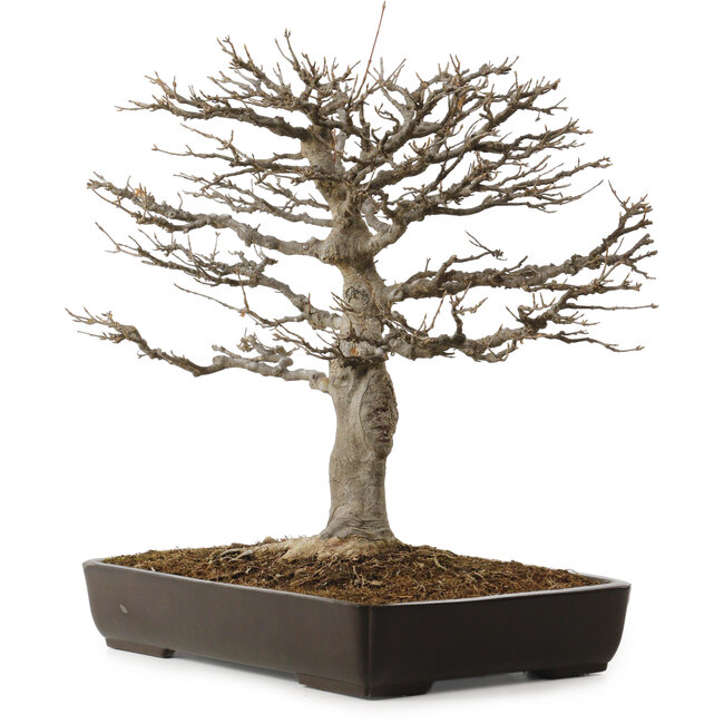 Acer buergerianum, 45 cm, ± 20 anni, con nebari di 20 cm
