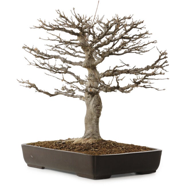 Acer buergerianum, 45 cm, ± 20 ans, avec un nebari de 20 cm