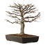 Acer buergerianum, 45 cm, ± 20 jaar oud, met een nebari van 20 cm