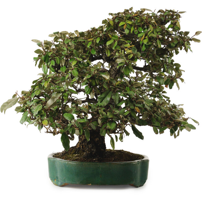 Elaeagnus Punguns, 51 cm, ± 25 years old, with a nebari of 27 cm
