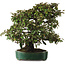 Elaeagnus Punguns, 51 cm, ± 25 jaar oud, met een nebari van 27 cm