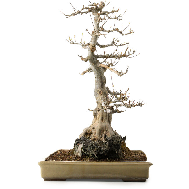 Acer buergerianum, 62 cm, ± 40 jaar oud, met een nebari van 45 cm