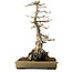 Acer buergerianum, 62 cm, ± 40 jaar oud, met een nebari van 45 cm