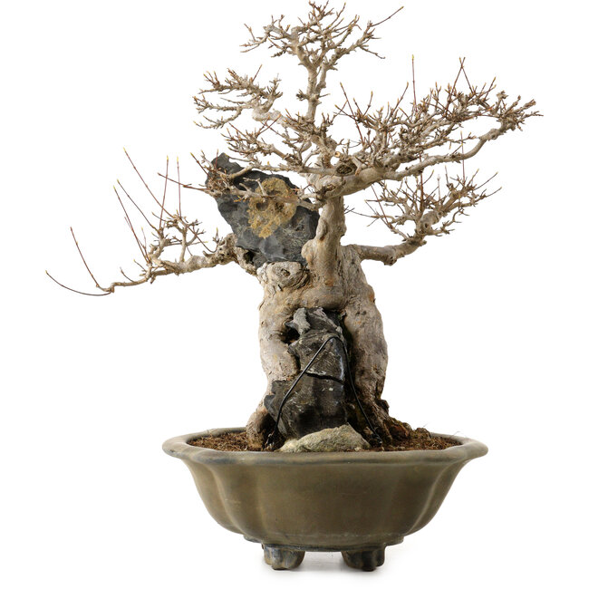 Acer buergerianum, 48 cm, ± 40 jaar oud, met een nebari van 10 cm