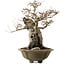 Acer buergerianum, 48 cm, ± 40 ans, avec un nebari de 10 cm