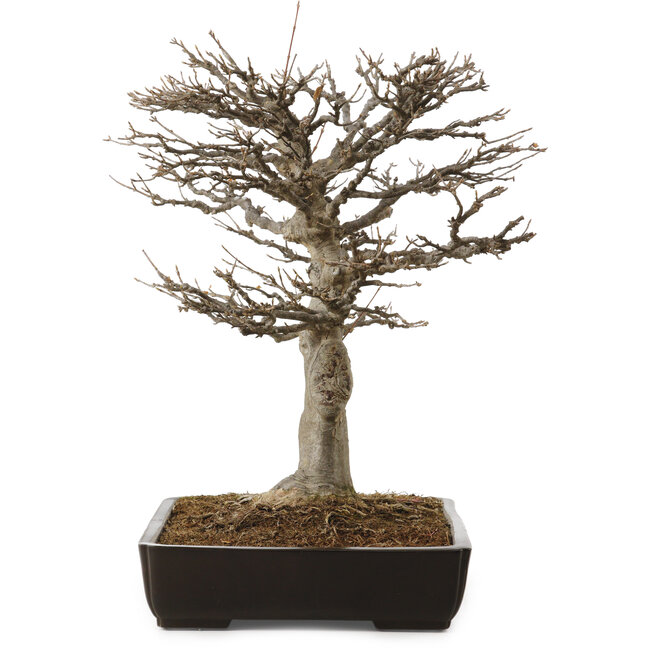 Acer buergerianum, 45 cm, ± 20 jaar oud, met een nebari van 20 cm
