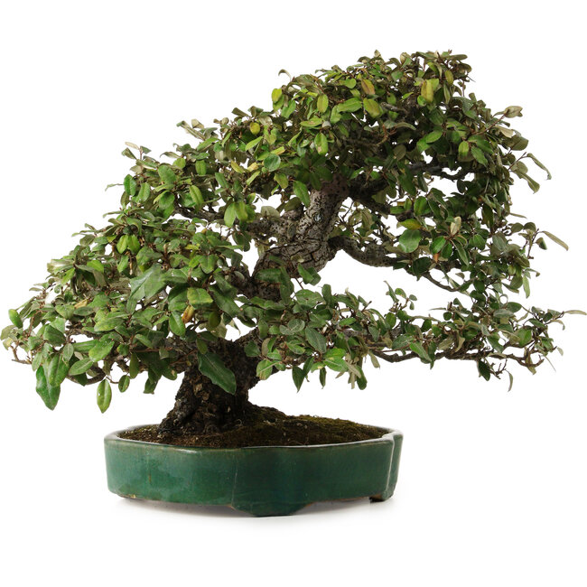 Elaeagnus Punguns, 51 cm, ± 25 jaar oud, met een nebari van 27 cm
