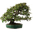 Elaeagnus Punguns, 51 cm, ± 25 Jahre alt, mit einem Nebari von 27 cm