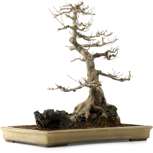 Acer buergerianum, 62 cm, ± 40 jaar oud, met een nebari van 45 cm