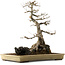 Acer buergerianum, 62 cm, ± 40 years old, with a nebari of 45 cm