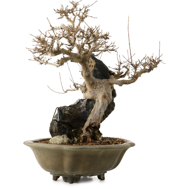 Acer buergerianum, 48 cm, ± 40 ans, avec un nebari de 10 cm