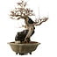 Acer buergerianum, 48 cm, ± 40 ans, avec un nebari de 10 cm
