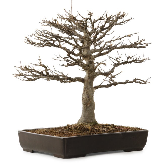 Acer buergerianum, 45 cm, ± 20 ans, avec un nebari de 20 cm