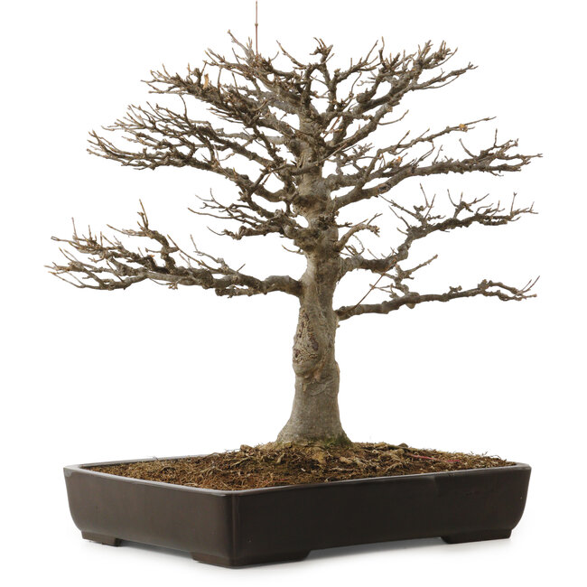 Acer buergerianum, 45 cm, ± 20 jaar oud, met een nebari van 20 cm