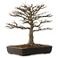 Acer buergerianum, 45 cm, ± 20 years old, with a nebari of 20 cm