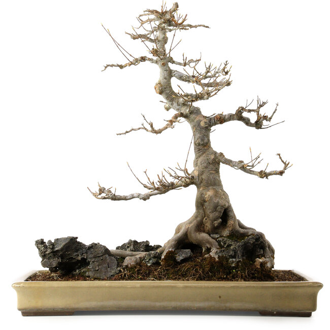 Acer buergerianum, 62 cm, ± 40 jaar oud, met een nebari van 45 cm