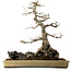 Acer buergerianum, 62 cm, ± 40 jaar oud, met een nebari van 45 cm