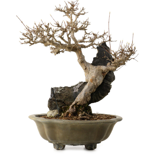 Acer buergerianum, 48 cm, ± 40 anni, con nebari di 10 cm