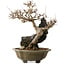 Acer buergerianum, 48 cm, ± 40 ans, avec un nebari de 10 cm