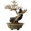 Acer buergerianum, 48 cm, ± 40 jaar oud, met een nebari van 10 cm