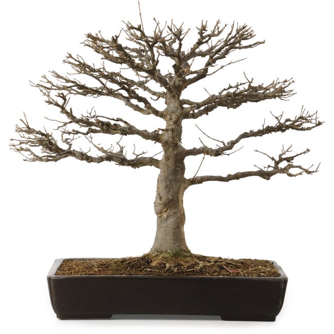 Acer buergerianum, 45 cm, ± 20 ans, avec un nebari de 20 cm