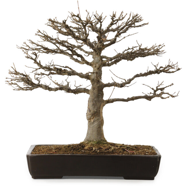 Acer buergerianum, 45 cm, ca. 20 Jahre alt, mit einem Wurzelhals von 20 cm