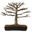 Acer buergerianum, 45 cm, ± 20 ans, avec un nebari de 20 cm