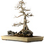 Acer buergerianum, 62 cm, ± 40 años, con un nebari de 45 cm
