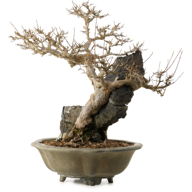 Acer buergerianum, 48 cm, ± 40 years old, with a nebari of 10 cm
