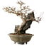 Acer buergerianum, 48 cm, ± 40 ans, avec un nebari de 10 cm