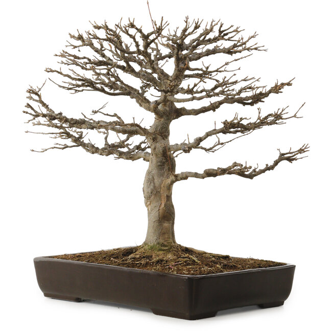 Acer buergerianum, 45 cm, ± 20 anni, con nebari di 20 cm