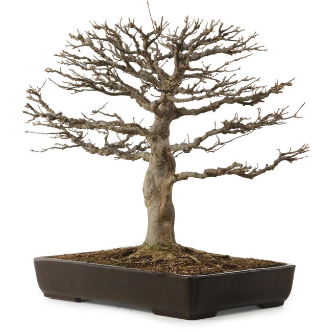 Acer buergerianum, 45 cm, ± 20 ans, avec un nebari de 20 cm