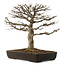 Acer buergerianum, 45 cm, ± 20 jaar oud, met een nebari van 20 cm