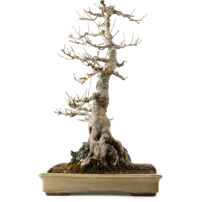 Acer buergerianum, 62 cm, ca. 40 Jahre alt, mit einem Wurzelhals von 45 cm