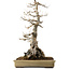 Acer buergerianum, 62 cm, ± 40 jaar oud, met een nebari van 45 cm
