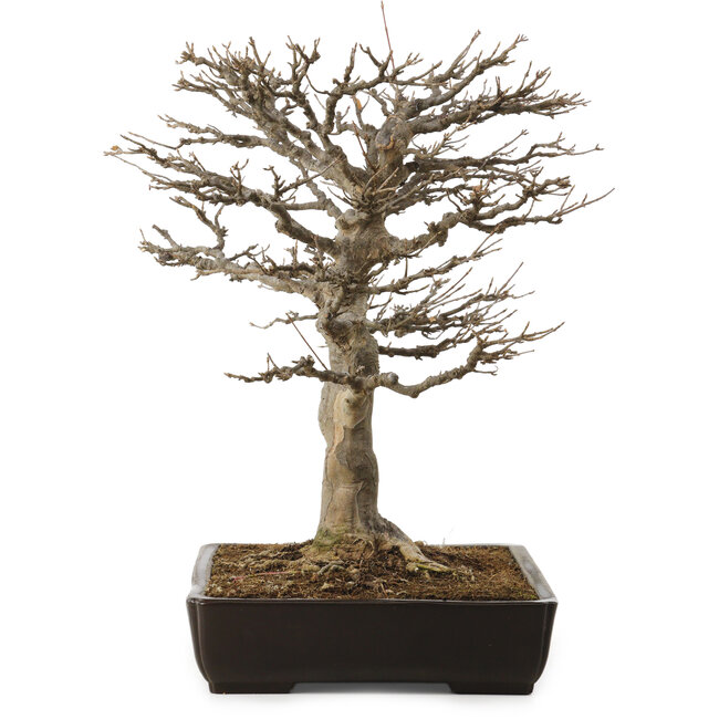 Acer buergerianum, 45 cm, ca. 20 Jahre alt, mit einem Wurzelhals von 20 cm
