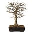 Acer buergerianum, 45 cm, ± 20 ans, avec un nebari de 20 cm