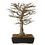 Acer buergerianum, 45 cm, ± 20 jaar oud, met een nebari van 20 cm