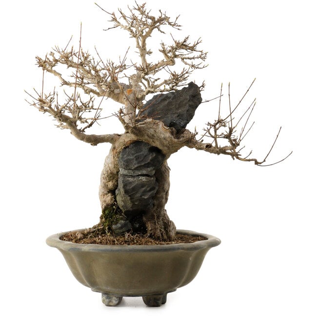 Acer buergerianum, 48 cm, ± 40 ans, avec un nebari de 10 cm