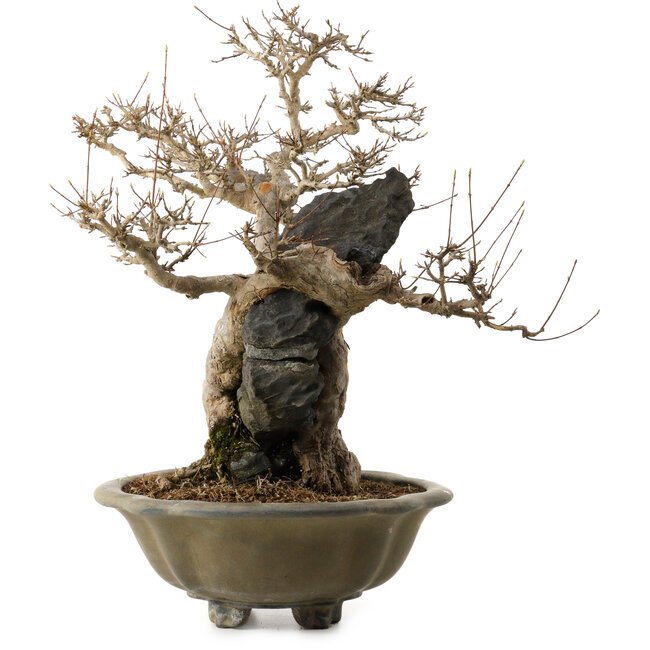 Acer buergerianum, 48 cm, ± 40 years old, with a nebari of 10 cm