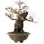 Acer buergerianum, 48 cm, ± 40 ans, avec un nebari de 10 cm