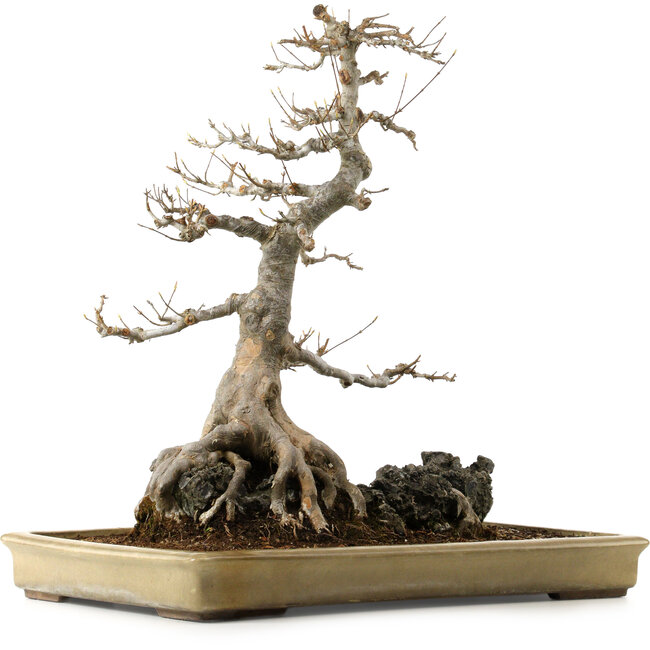 Acer buergerianum, 62 cm, ca. 40 Jahre alt, mit einem Wurzelhals von 45 cm