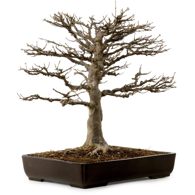 Acer buergerianum, 45 cm, ± 20 años de edad, con un nebari de 20 cm