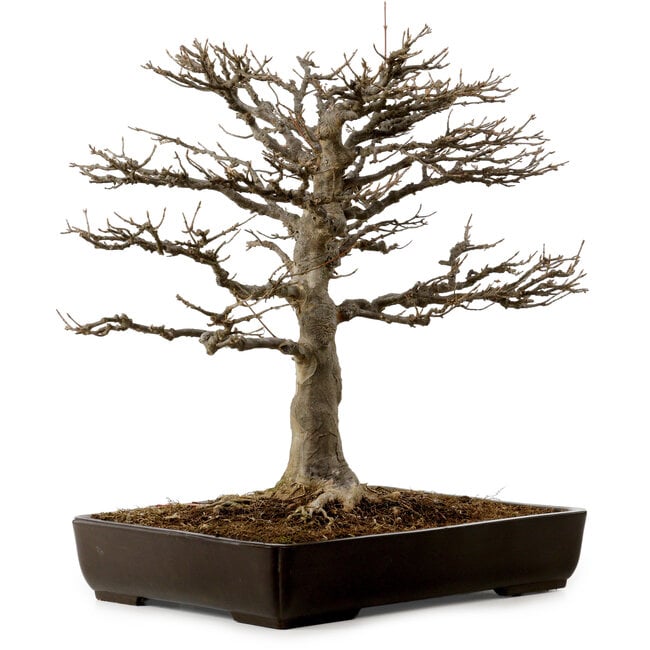 Acer buergerianum, 45 cm, ± 20 ans, avec un nebari de 20 cm