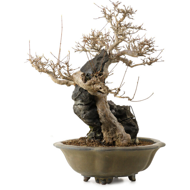 Acer buergerianum, 48 cm, ± 40 ans, avec un nebari de 10 cm