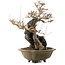 Acer buergerianum, 48 cm, ± 40 anni, con nebari di 10 cm