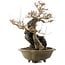 Acer buergerianum, 48 cm, ± 40 ans, avec un nebari de 10 cm