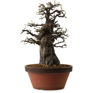 Pseudocydonia sinensis, 55 cm, ± 30 Jahre alt