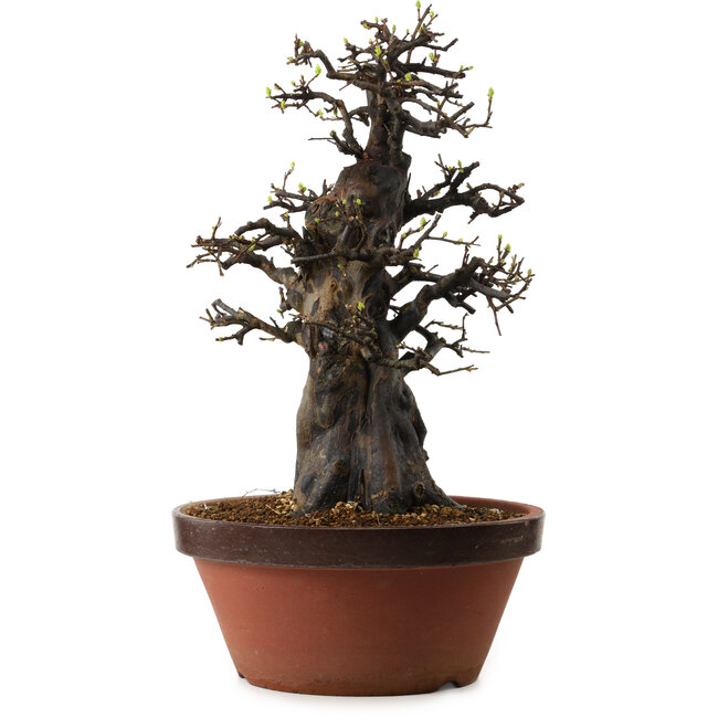 Pseudocydonia sinensis, 55 cm, ± 30 years old, with a nebari of 20 cm