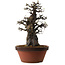 Pseudocydonia sinensis, 55 cm, ± 30 jaar oud, met een nebari van 20 cm